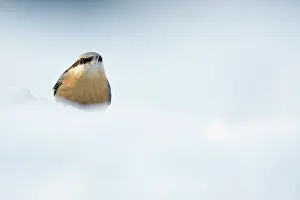 Sitta: Eurasian Nuthatch