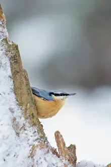 Sitta: Eurasian Nuthatch