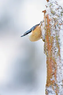 Sitta: Eurasian Nuthatch