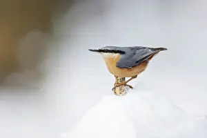 Sitta: Eurasian Nuthatch