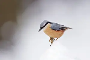 Sitta: Eurasian Nuthatch