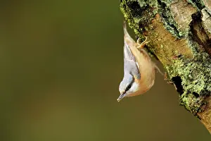 Sitta: Eurasian Nuthatch