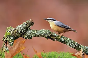Sitta: Eurasian Nuthatch