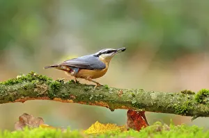 Veluwe: Eurasian Nuthatch
