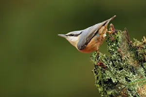 Sitta: Eurasian Nuthatch