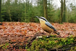 Sitta: Eurasian Nuthatch