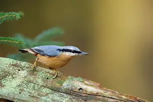 Sitta: Eurasian Nuthatch