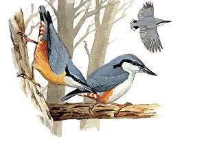 Nuthatches: Eurasian Nuthatch