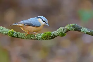 Veluwe: Eurasian Nuthatch