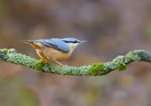 Veluwe: Eurasian Nuthatch