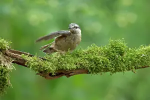 Sitta: Eurasian Nuthatch