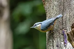 Nuthatches: EURASIAN NUTHATCH