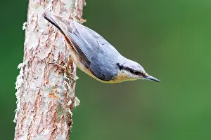 Leon: Eurasian nuthatch