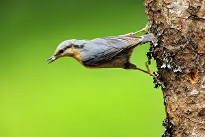 Leon: Eurasian nuthatch