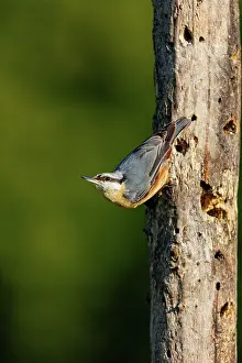 Leon: Eurasian nuthatch