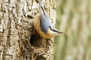 Nuthatches: Eurasian Nuthatch - Building nest