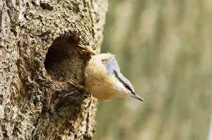 Nuthatches: Eurasian Nuthatch - Building nest