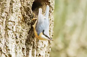 Nuthatches: Eurasian Nuthatch - Building nest