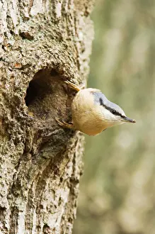 Nuthatches: Eurasian Nuthatch - Building nest