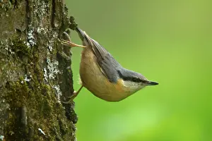 Clings: Eurasian Nuthatch - clings to a tree trunk in spring