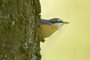 Clings: Eurasian Nuthatch - clings to a tree trunk in spring