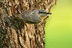 Clings: Eurasian Nuthatch - clings to a tree trunk in spring