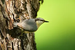Clings: Eurasian Nuthatch - clings to a tree trunk in spring