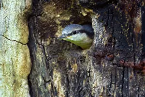 Fledged: Eurasian Nuthatch - almost fledged Nuthatch chick