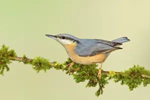 Grown: Eurasian nuthatch (Sitta europaea), sitting on moss-covered