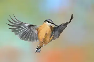 Rhine: Eurasian nuthatch (Sitta europaea), in flight, lateral