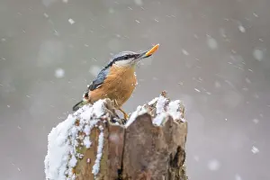 Blowing: Eurasian nuthatch (Sitta europaea) in blowing snow