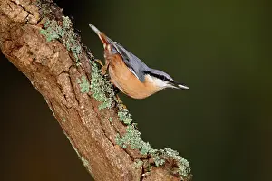 Sitta: Eurasian nuthatch (Sitta europaea) on a branch