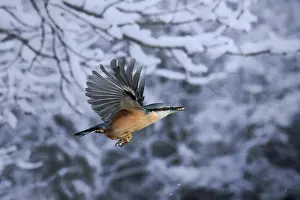 Sitta: Eurasian nuthatch (Sitta europaea) flies with three