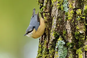 Nuthatches: Eurasian nuthatch (Sitta europaea) growing upside