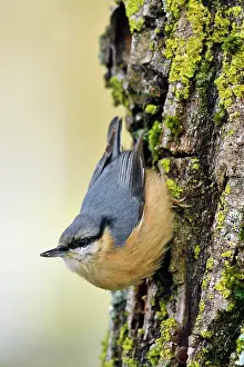 Nuthatches: Eurasian nuthatch (Sitta europaea) growing upside