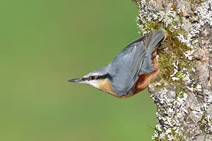 Sitta: Eurasian nuthatch (Sitta europaea) hanging calling