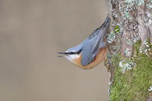 Sitta: Eurasian nuthatch (Sitta europaea) hanging crying