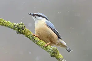 Sitta: Eurasian nuthatch (Sitta europaea) with lining