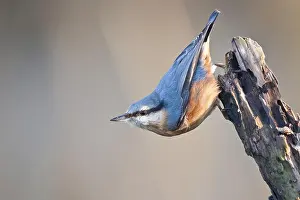 Rotten: Eurasian nuthatch (Sitta europaea) on rotten branch
