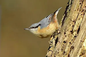 Sitta: Eurasian nuthatch (Sitta europaea) running down