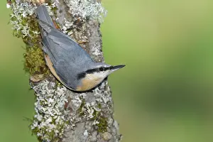 Headfirst: Eurasian nuthatch (Sitta europaea), running down