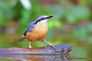 Root: Eurasian nuthatch (Sitta europaea) sits on one root