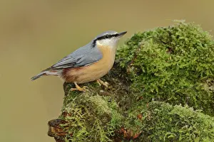 Sitta: Eurasian nuthatch (Sitta europaea), sitting on a