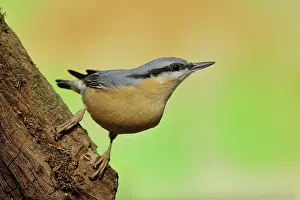 Sitta: Eurasian nuthatch ( Sitta europaea), sitting at