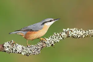Sitta: Eurasian nuthatch (Sitta europaea), sitting on a