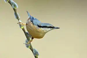 Goat: Eurasian nuthatch (Sitta europaea), sitting on goat