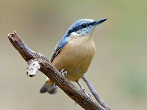Sitta: Eurasian nuthatch (Sitta europaea), Solms, Hesse