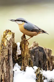Sitta: Eurasian nuthatch (Sitta europaea) with sunflower