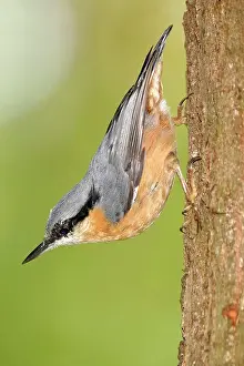 Sitta: Eurasian nuthatch (Sitta europaea) on a tree trunk