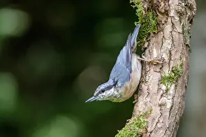 Sitta: Eurasian nuthatch (Sitta europaea), Volcanic Eifel
